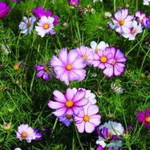Load image into Gallery viewer, Picotee Cosmos