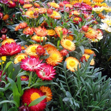 Load image into Gallery viewer, Swiss Giant Strawflower