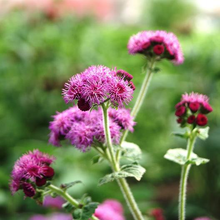 Load image into Gallery viewer, Red Flint Ageratum