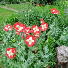 Load image into Gallery viewer, Danish Flag Poppy