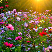 Load image into Gallery viewer, "Crazy for Cosmos" Mix