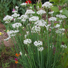 Load image into Gallery viewer, Garlic Chives