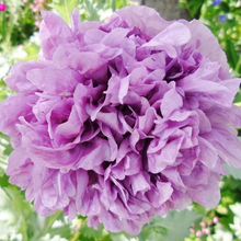 Load image into Gallery viewer, Double Mixed Poppy