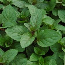 Load image into Gallery viewer, Chocolate Mint
