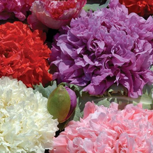 Load image into Gallery viewer, Double Mixed Poppy