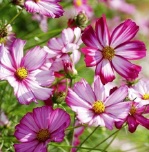 Load image into Gallery viewer, Picotee Cosmos