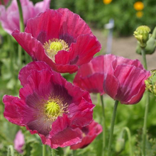 Load image into Gallery viewer, Hens &amp; Chicks Poppy