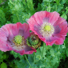 Load image into Gallery viewer, Hens & Chicks Poppy