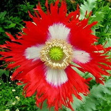 Load image into Gallery viewer, Danish Flag Poppy