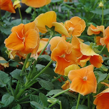 Load image into Gallery viewer, Orange Sun Swiss Giant Pansy