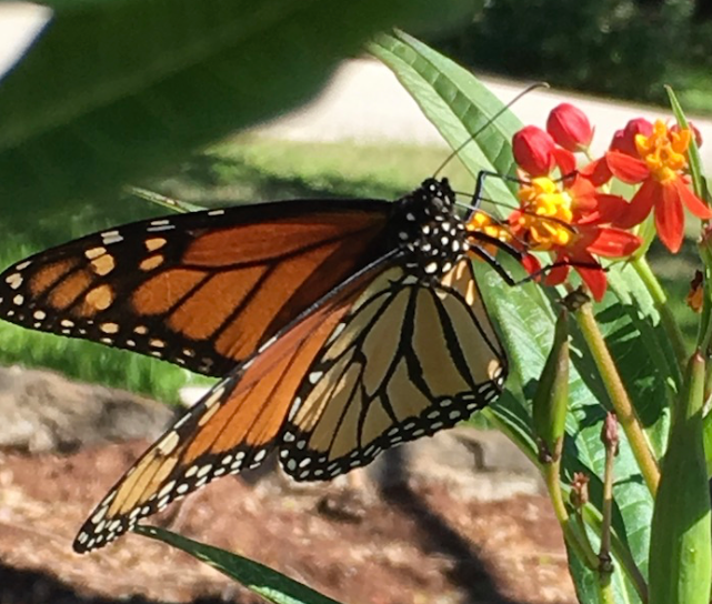 Tropical Milkweed