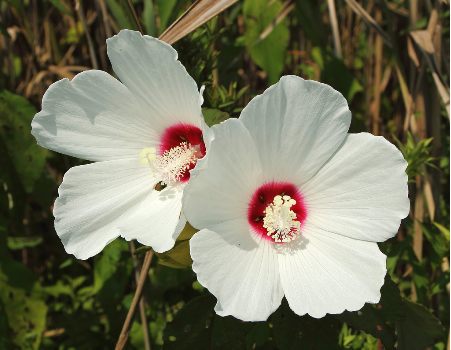 Hibiscus