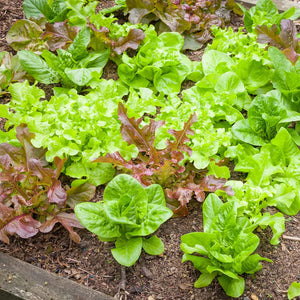 Leaf Lettuce Blend