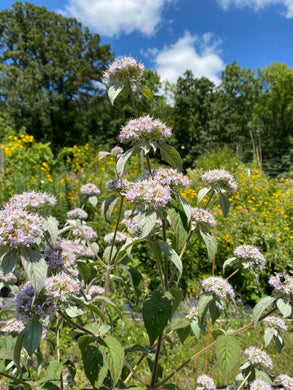 Hoary Mountain Mint