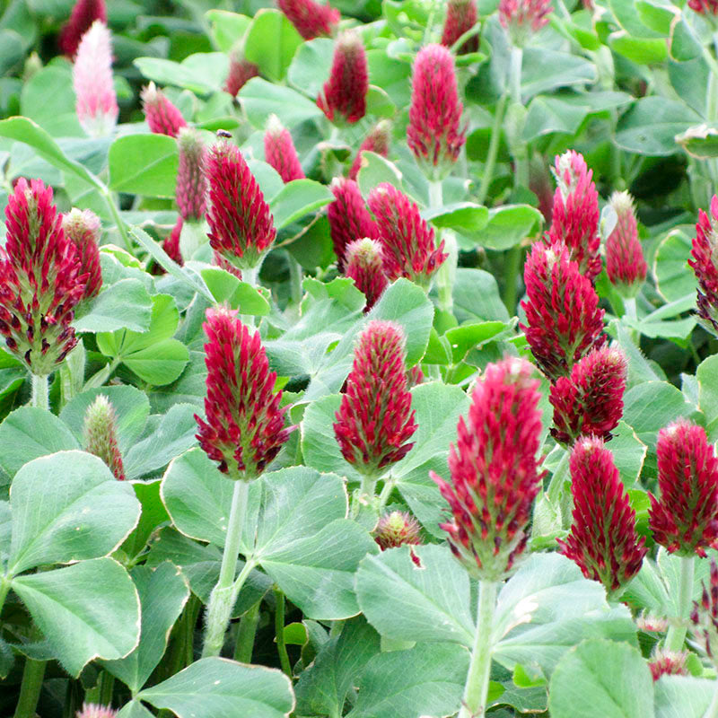 Organic Crimson Clover Seeds