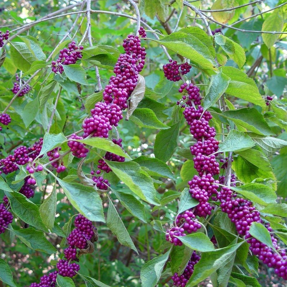 American Beautyberry