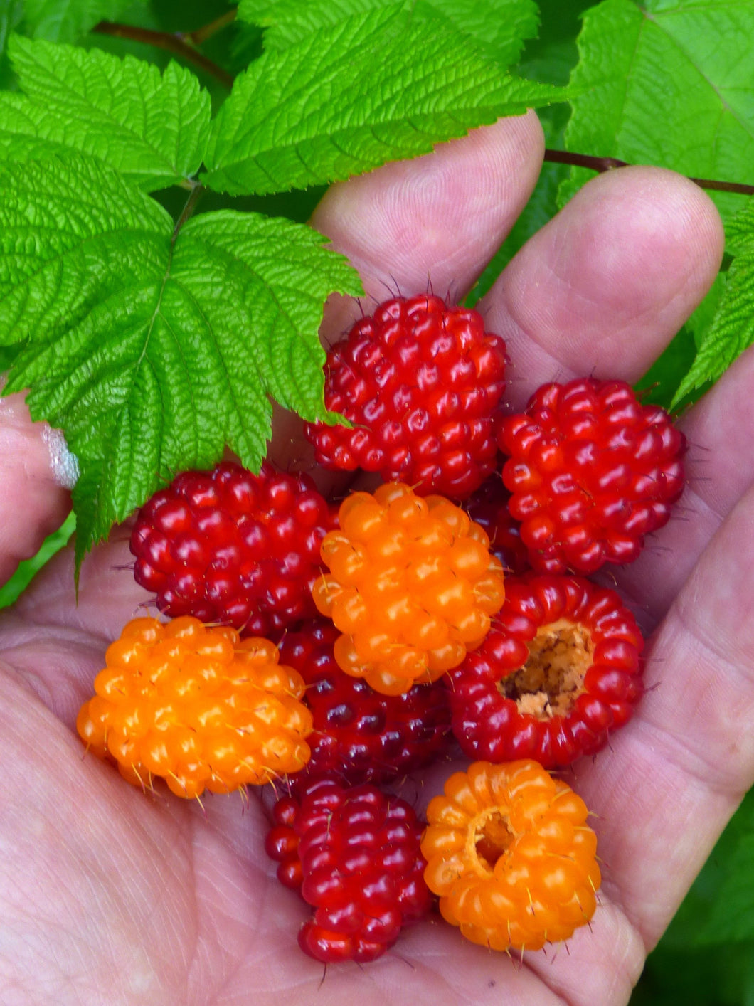 Salmonberry