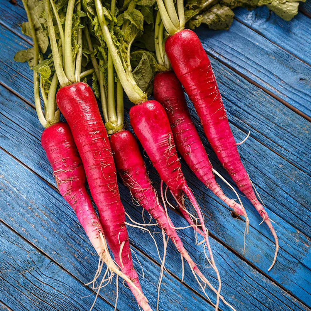 Red Daikon Radish