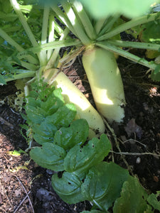 Japanese Minowase Daikon Radish