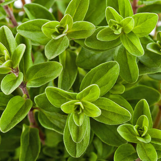 Sweet Marjoram