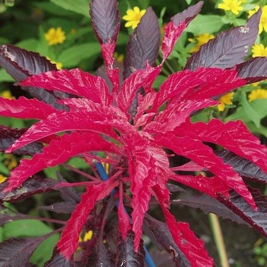 Molten Fire Amaranth