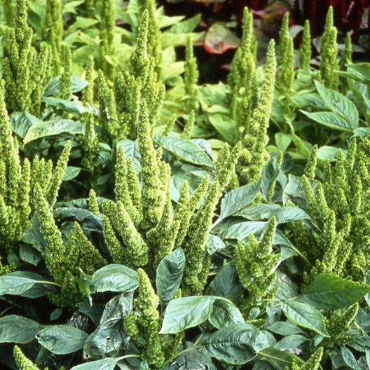 Green Thumb Amaranth