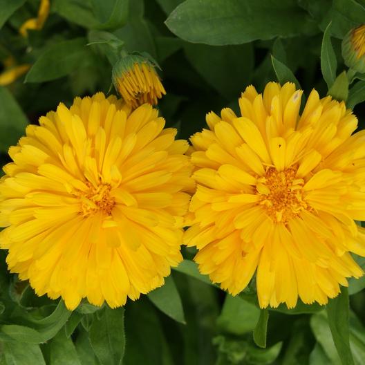 Golden Emperor Calendula