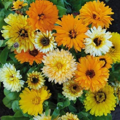 Fiesta Gitana Dwarf Calendula