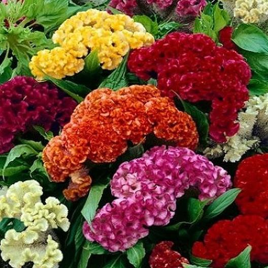 Cristata Cockscomb Celosia Mix