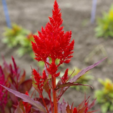 Forest Fire Celosia