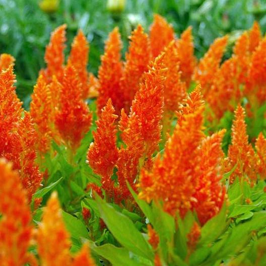 Golden Plume Celosia