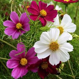 Versailles Tetra Mix Cosmos