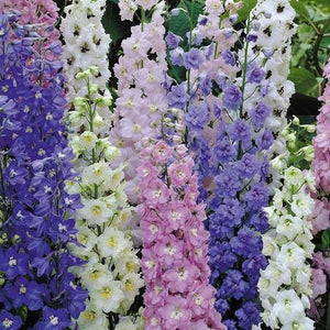 Standard Larkspur Seed Mix