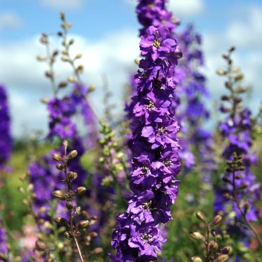 Lilac Spire Larkspur Seeds