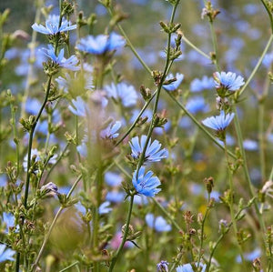 Chicory