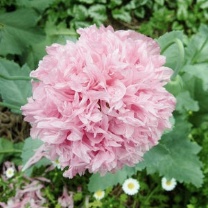 Pale Rose Peony Poppy