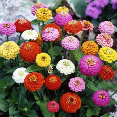 Sprite Zinnia Mix