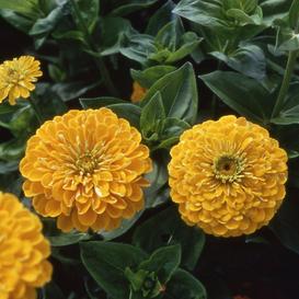 Golden State Zinnia