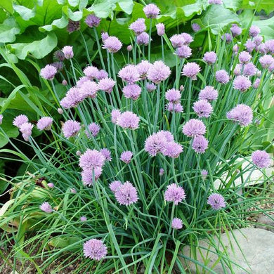 Common Chives