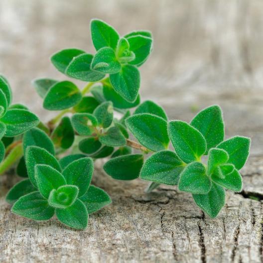 Greek Oregano