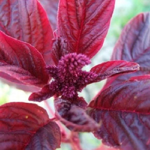 Red Garnet Amaranth