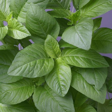 Green Callaloo Amaranth