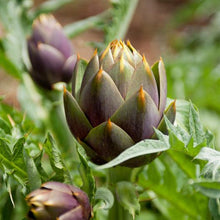 Load image into Gallery viewer, Violet Artichoke