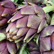 Load image into Gallery viewer, Violet Artichoke