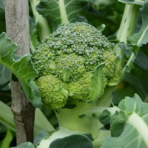 Calabrese Broccoli