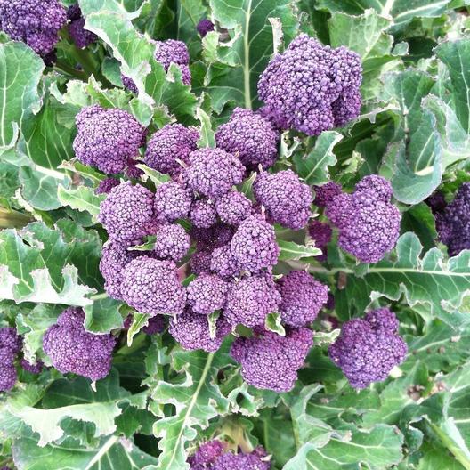 Purple Sprouting Broccoli