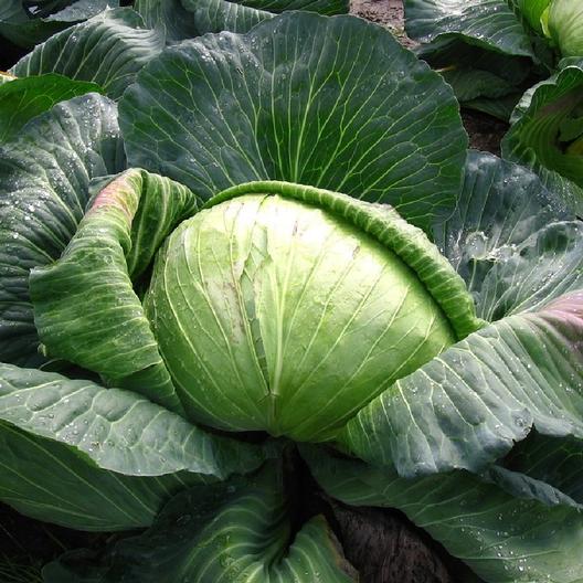 Late Flat Dutch Cabbage