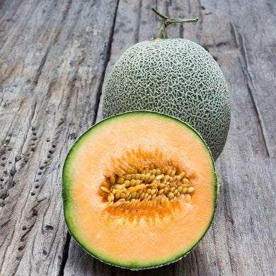 Edisto 47 Cantaloupe