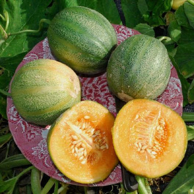 Minnesota Midget Cantaloupe