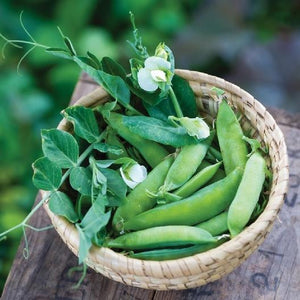 Sugar Ann Snap Peas